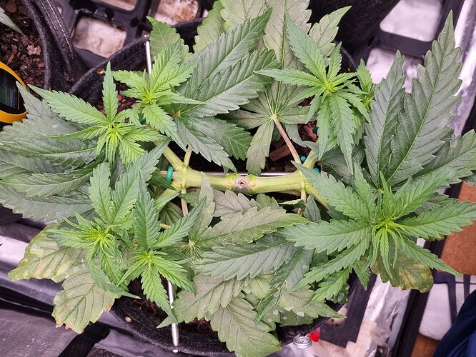 Growreport Bild 7