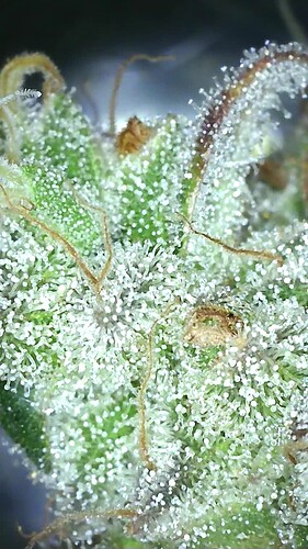 Growreport Bild 16