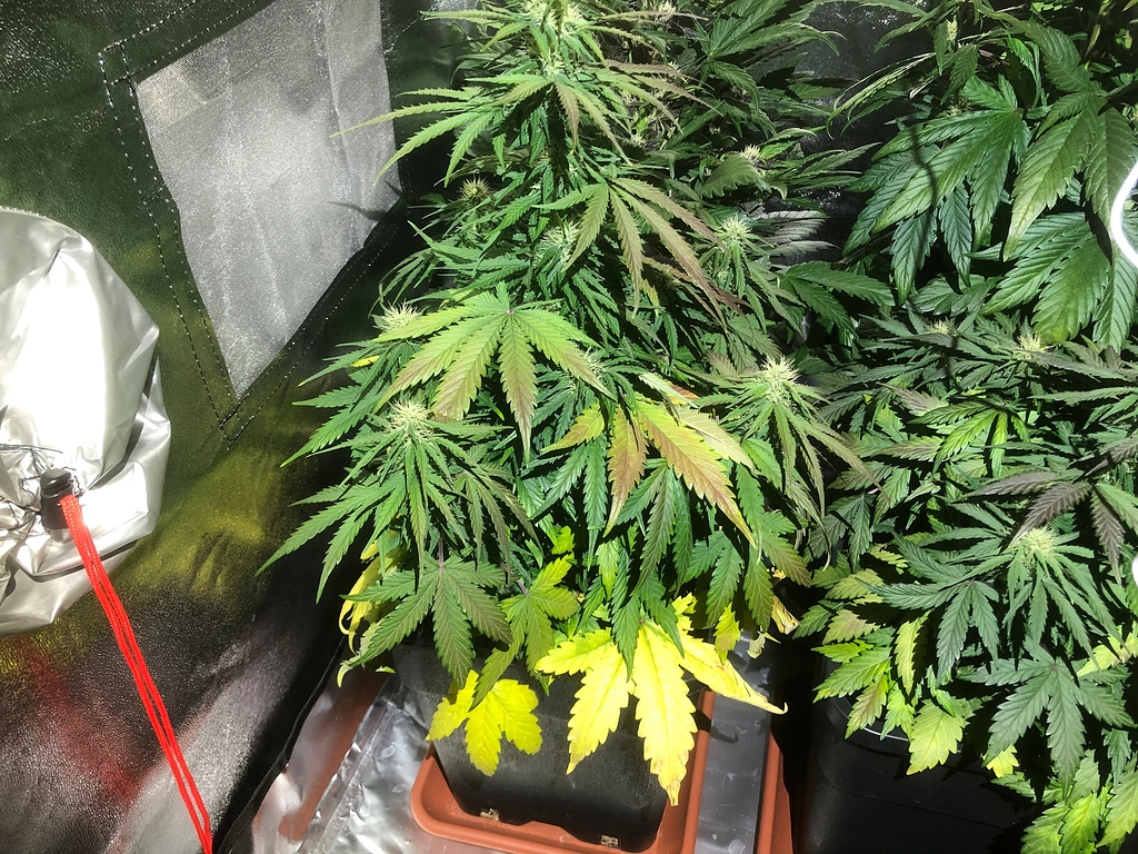 Gelbe Blätter und Braune Spitzen - Grow-Probleme - Forum