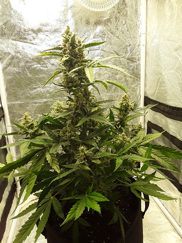 Growreport Bild 7