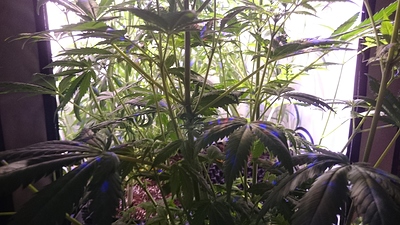 Growreport Bild 10