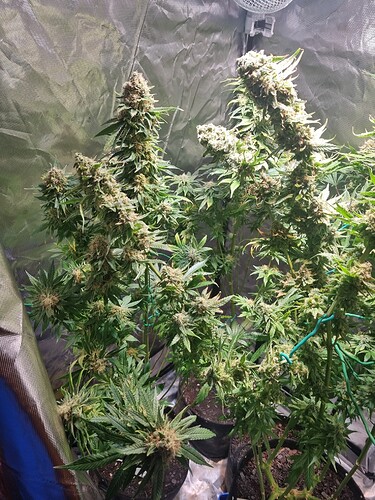 Growreport Bild 12