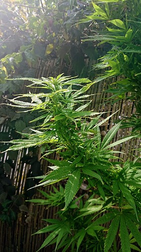 Growreport Bild 4