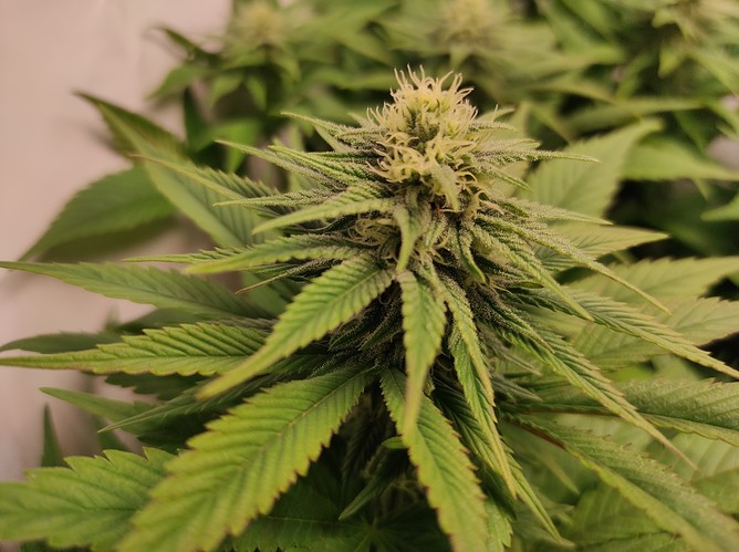 Growreport Bild 4