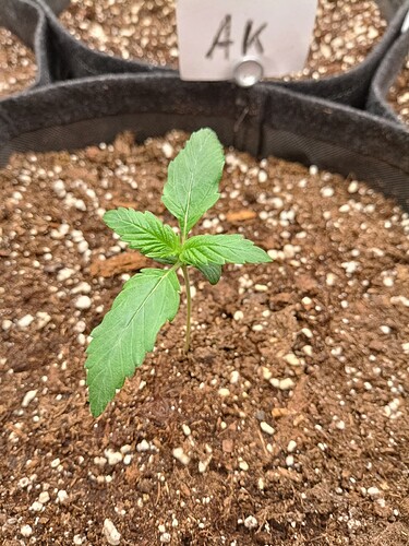 Growreport Bild 4