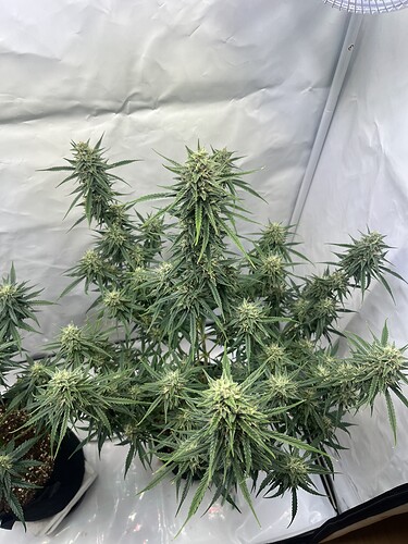 Growreport Bild 5