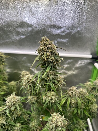 Growreport Bild 38
