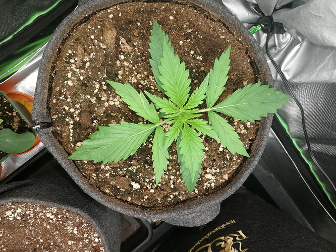 Growreport Bild 143