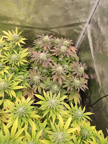 Growreport Bild 2