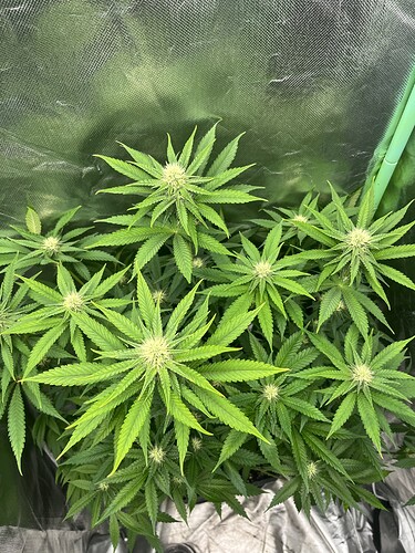 Growreport Bild 9