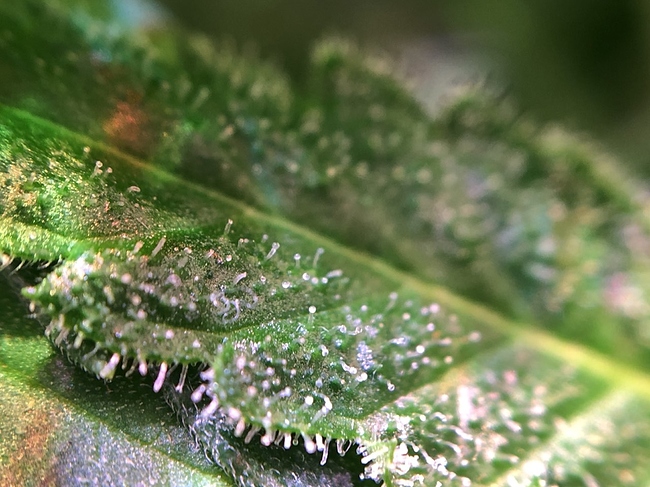 Growreport Bild 9