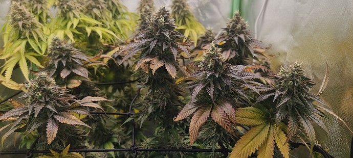 Growreport Bild 4