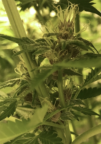 Growreport Bild 1
