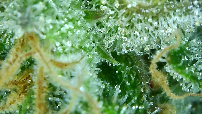 Growreport Bild 11