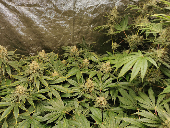 Growreport Bild 4