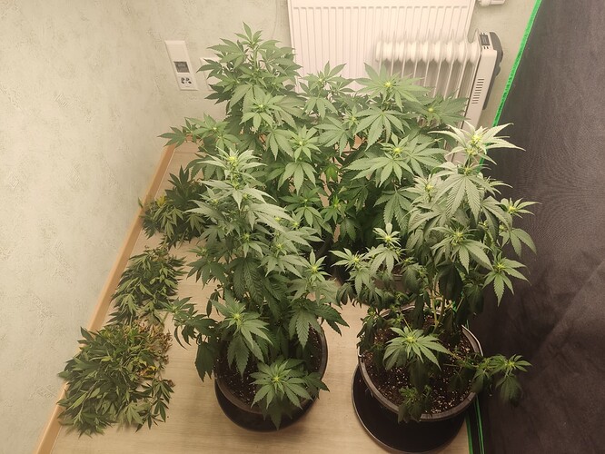 Growreport Bild 8