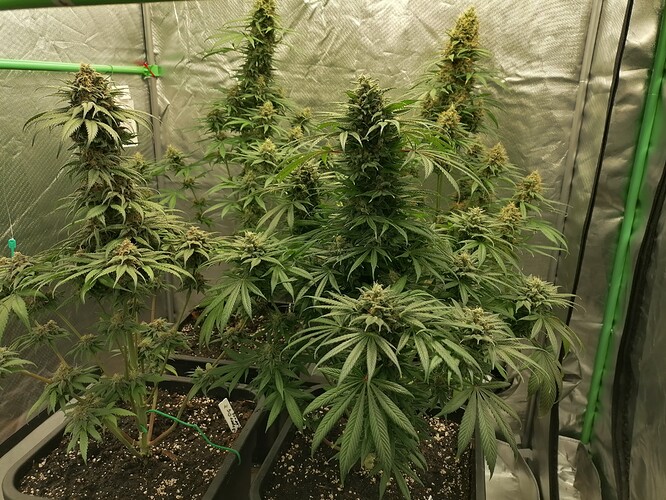 Growreport Bild 18