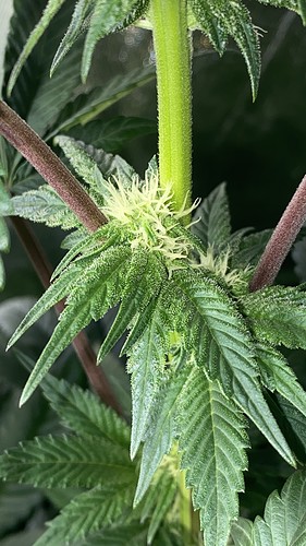 Growreport Bild 22
