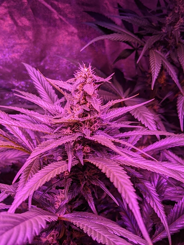 Growreport Bild 1