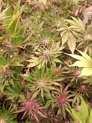 Growreport Bild 56