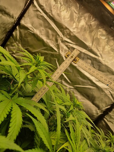 Growreport Bild 18