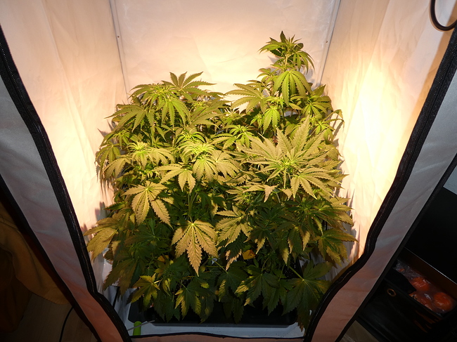 Growreport Bild 11