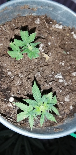 Growreport Bild 8
