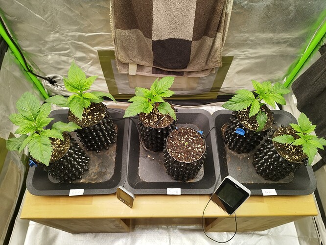 Growreport Bild 4