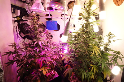 Growreport Bild 11
