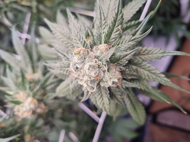 Growreport Bild 8