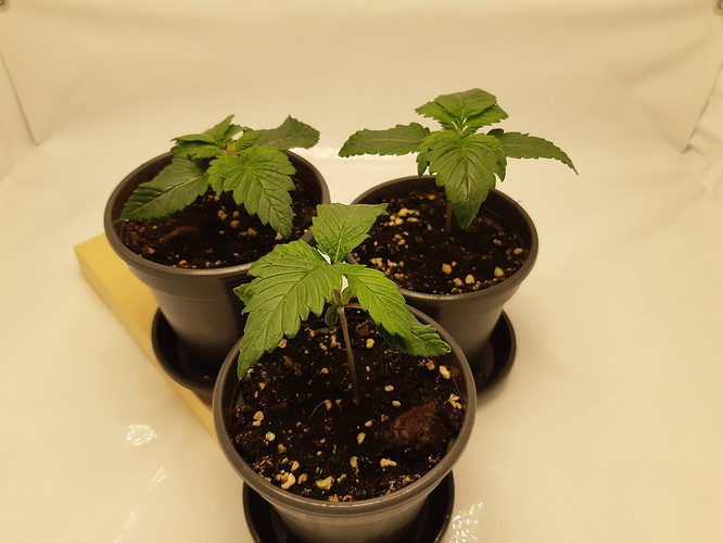 Growreport Bild 2