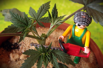 Growreport Bild 6
