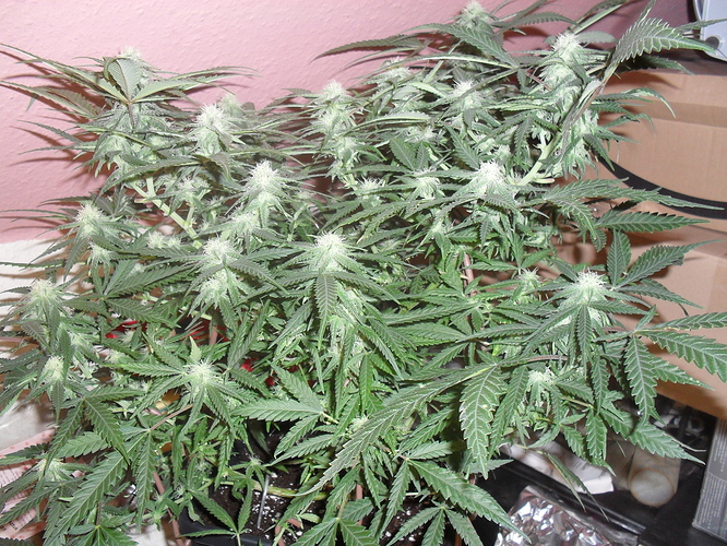 Growreport Bild 1