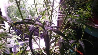 Growreport Bild 15