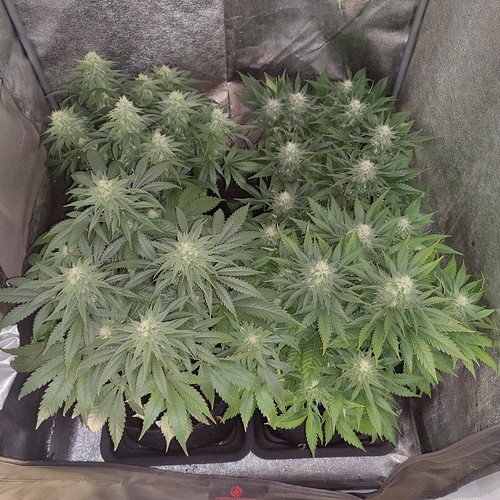 Growreport Bild 19