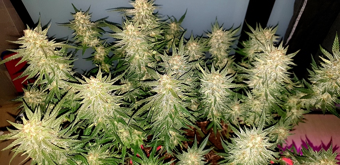 Growreport Bild 11