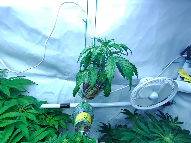 Growreport Bild 7