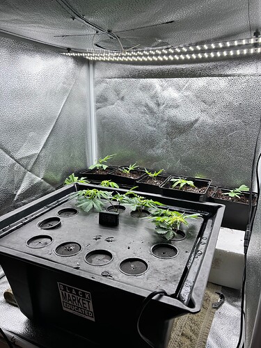 Growreport Bild 3