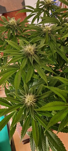 Growreport Bild 9