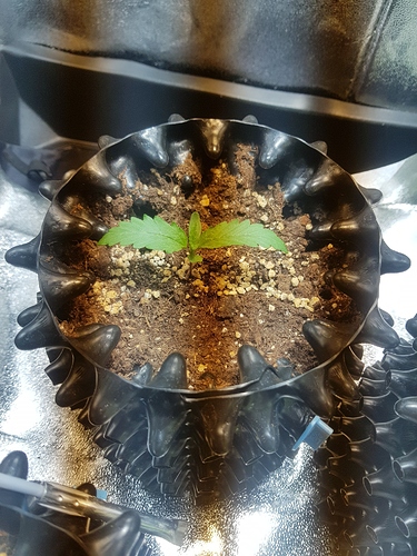 Growreport Bild 21