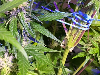 Growreport Bild 6