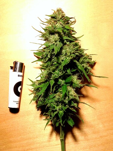 Growreport Bild 3