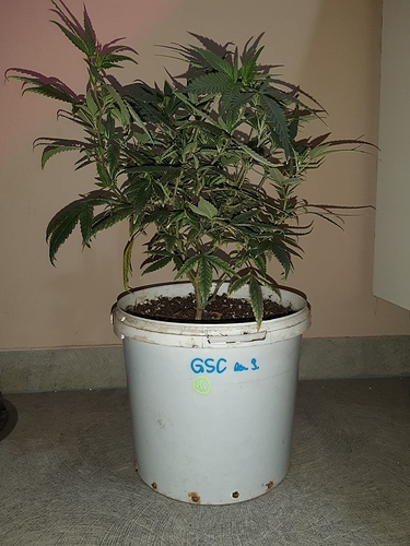 Growreport Bild 16