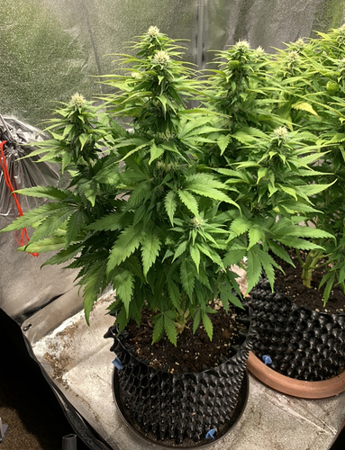 Growreport Bild 4