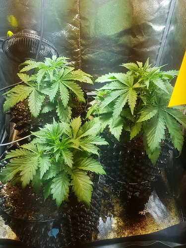 Growreport Bild 14