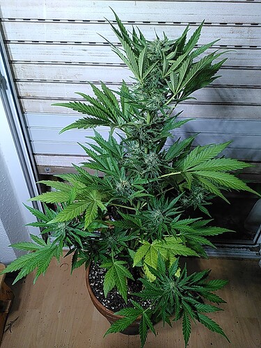 Growreport Bild 6