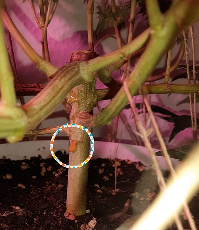 Growreport Bild 1