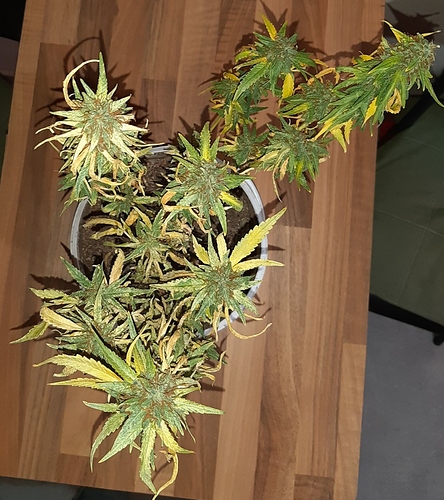Growreport Bild 5
