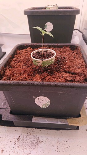 obscura1659643423835