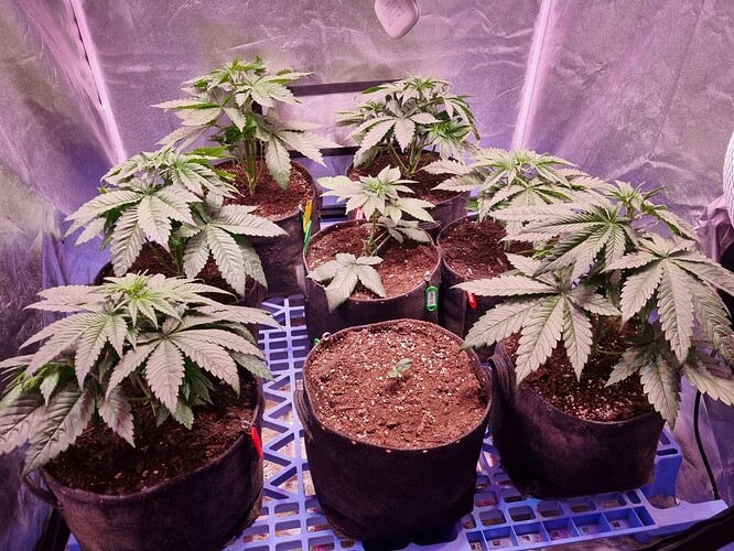 Growreport Bild 46